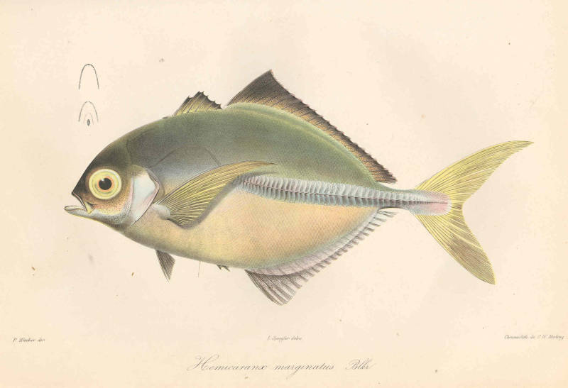 (Hemicaranx) Род ХЕМИКАРАНКСЫ, ЧИЧАРЫ 4 вида